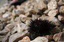 gal/cro 08/_thb_small-IMG_5117.JPG